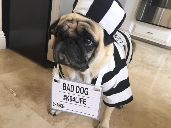 /Images/uploads/PUG NATION RESCUE OF LOS ANGELES/2019pugcalendar/entries/8500thumb.jpg